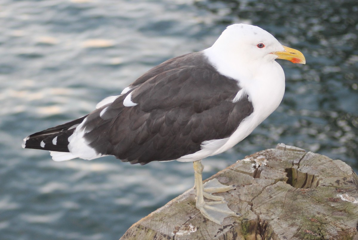 Kelp Gull - ML290404121