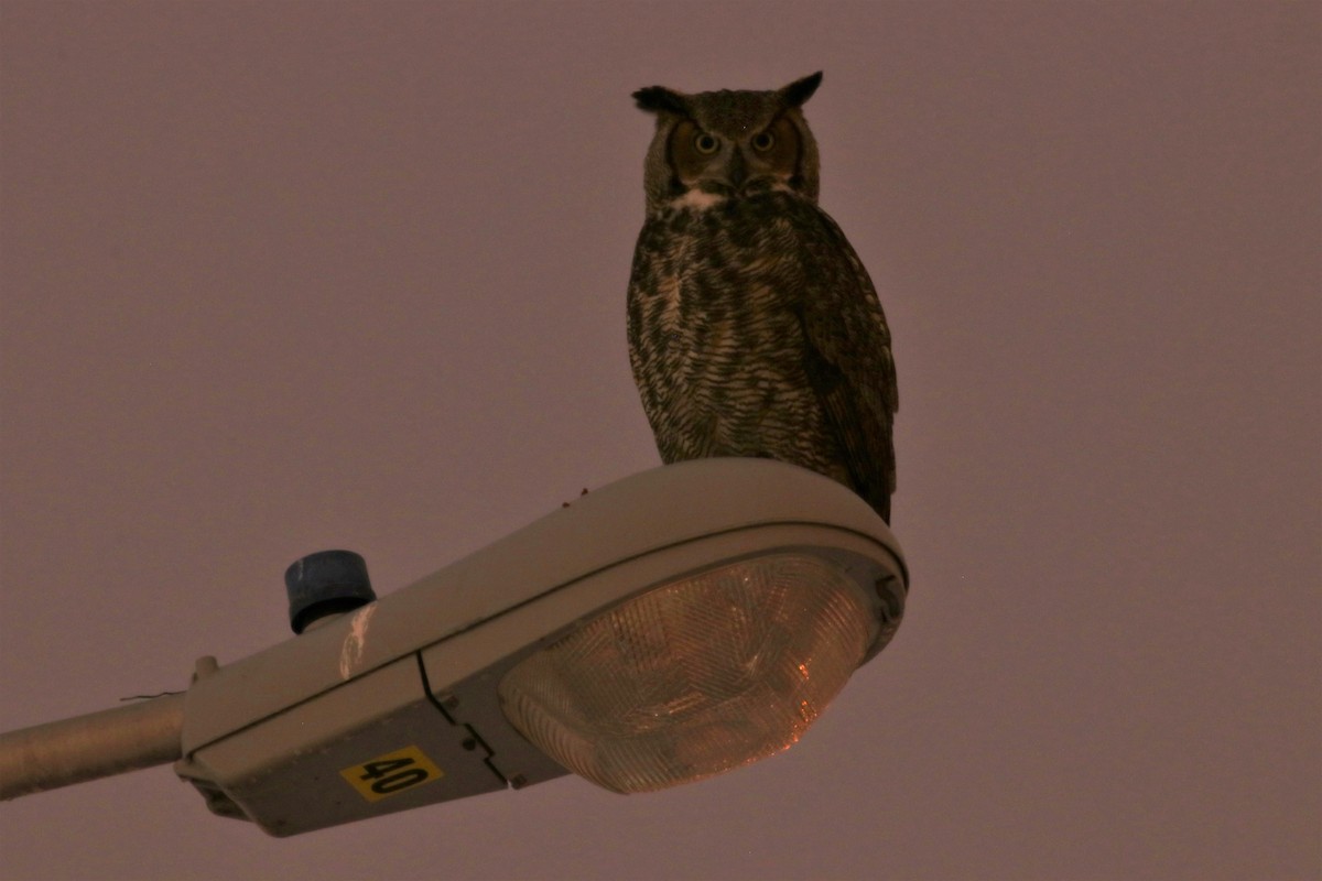 Great Horned Owl - ML290404301