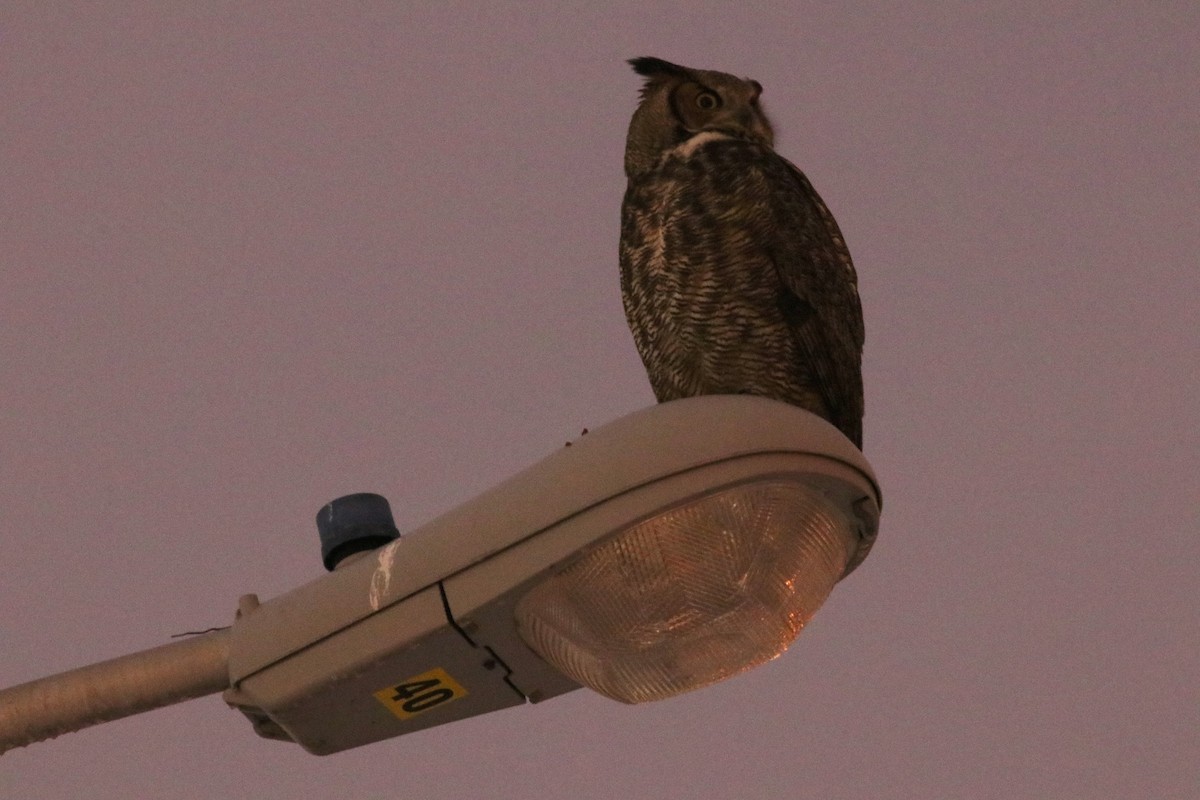 Great Horned Owl - ML290404311