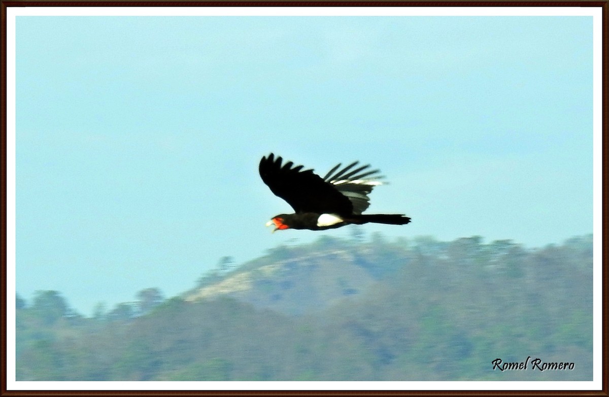 Red-throated Caracara - Romel Romero