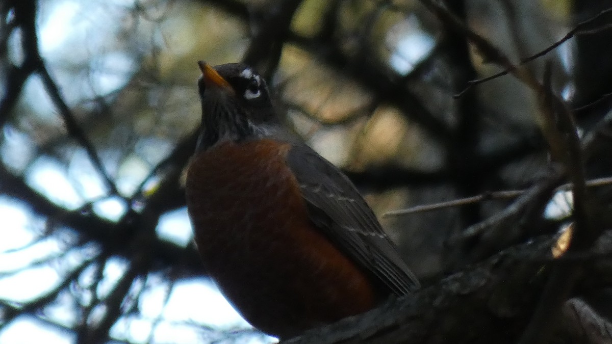 American Robin - ML290404641