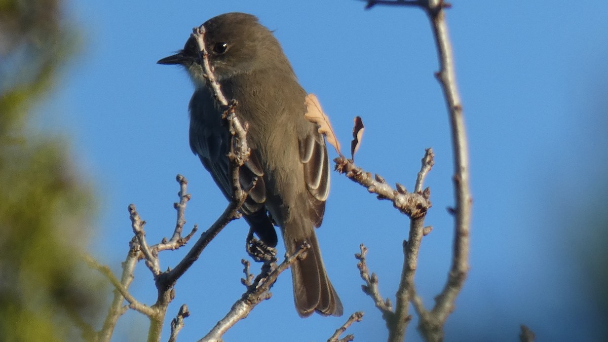 Eastern Phoebe - ML290404741