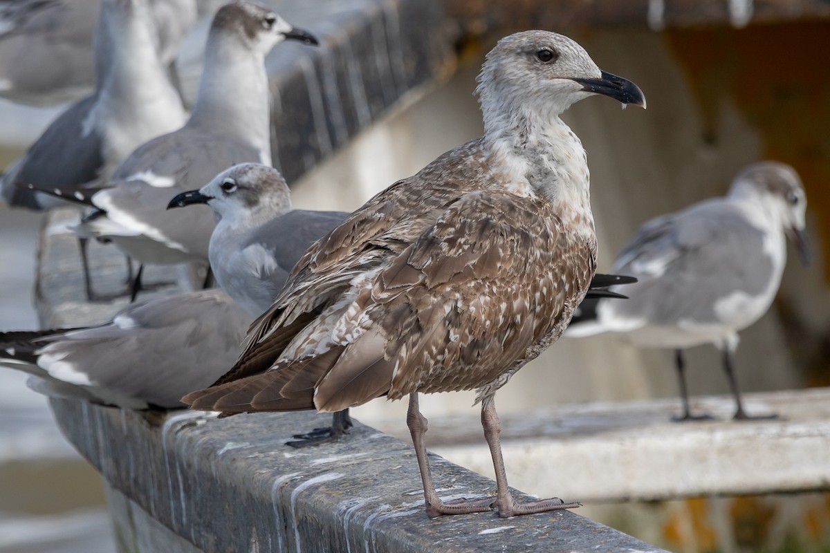 Lesser Black-backed Gull - ML290405141