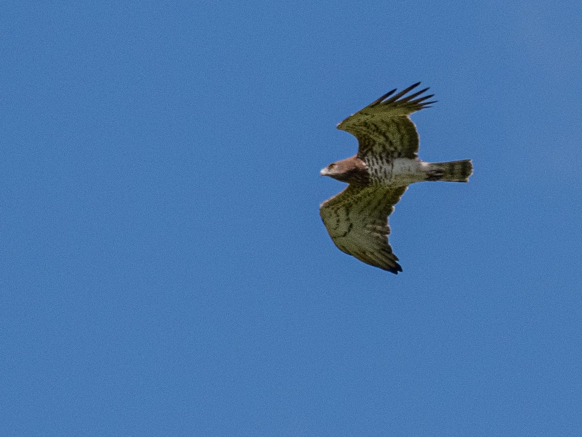 Short-toed Snake-Eagle - Manuel Zahn