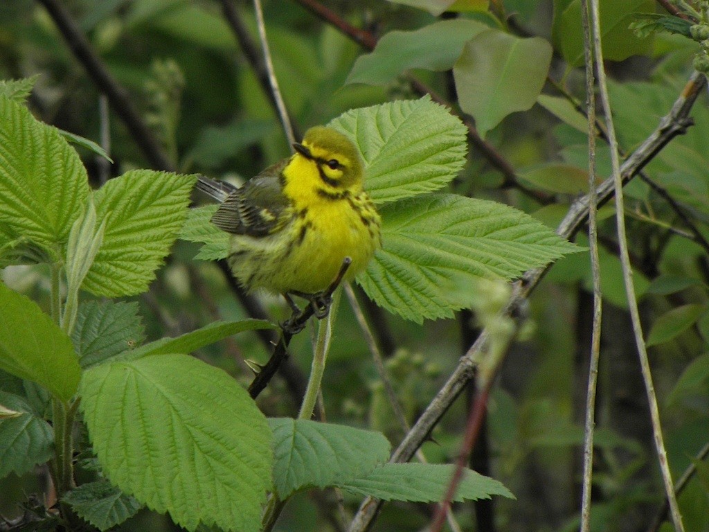 Prairie Warbler - ML29040681