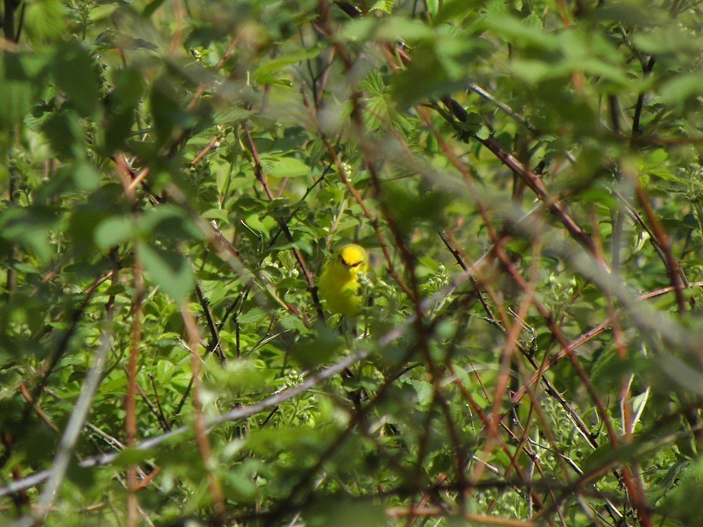 Blue-winged Warbler - ML29040691