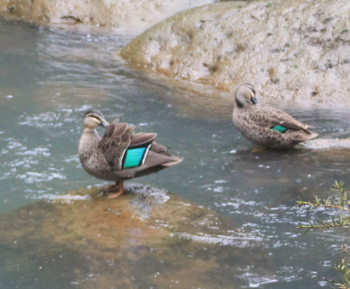 Pacific Black Duck - ML290408061