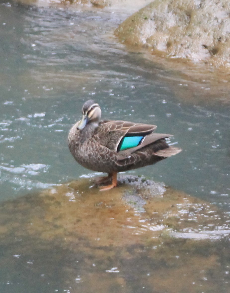 Pacific Black Duck - ML290408081