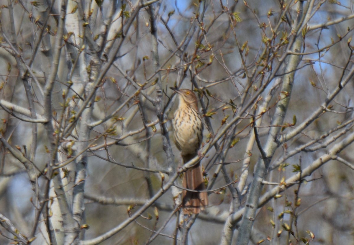 Brown Thrasher - ML29040811