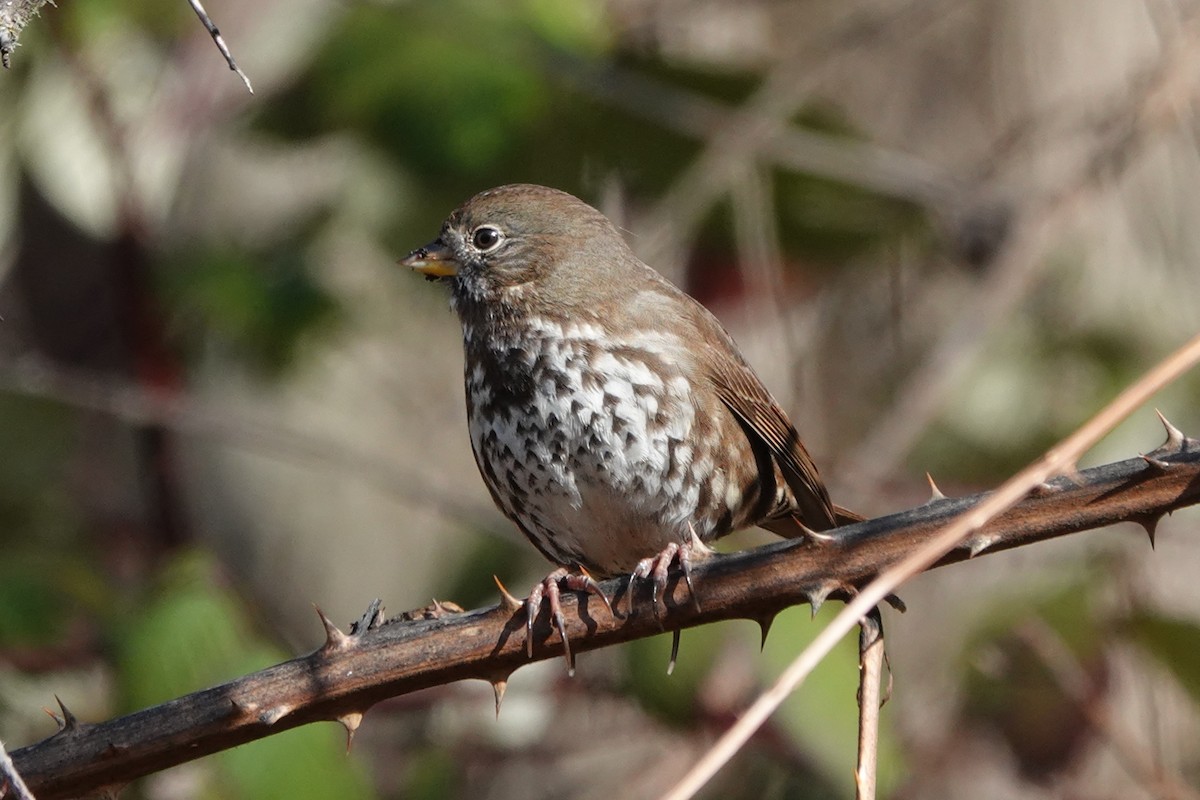 Fox Sparrow (Sooty) - ML290408641