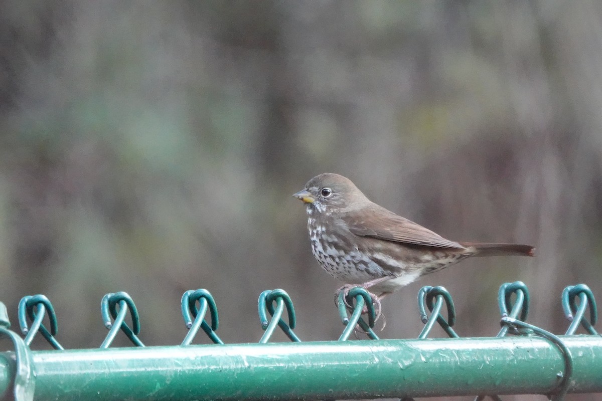 Fox Sparrow (Sooty) - ML290408651
