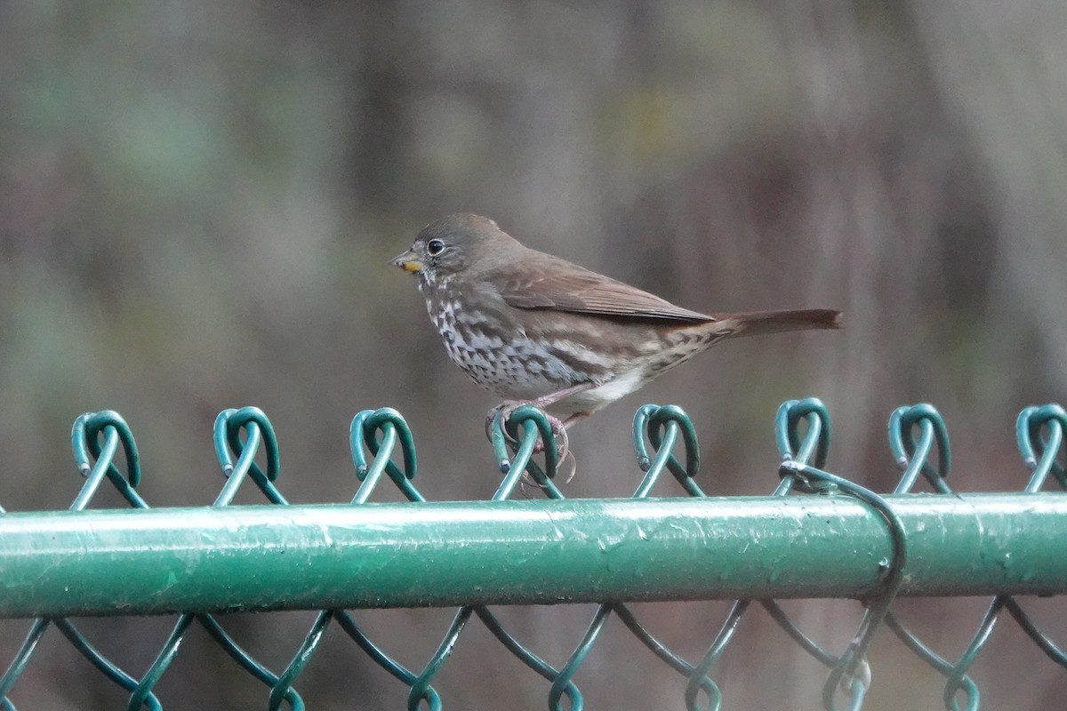 Fox Sparrow (Sooty) - ML290408671