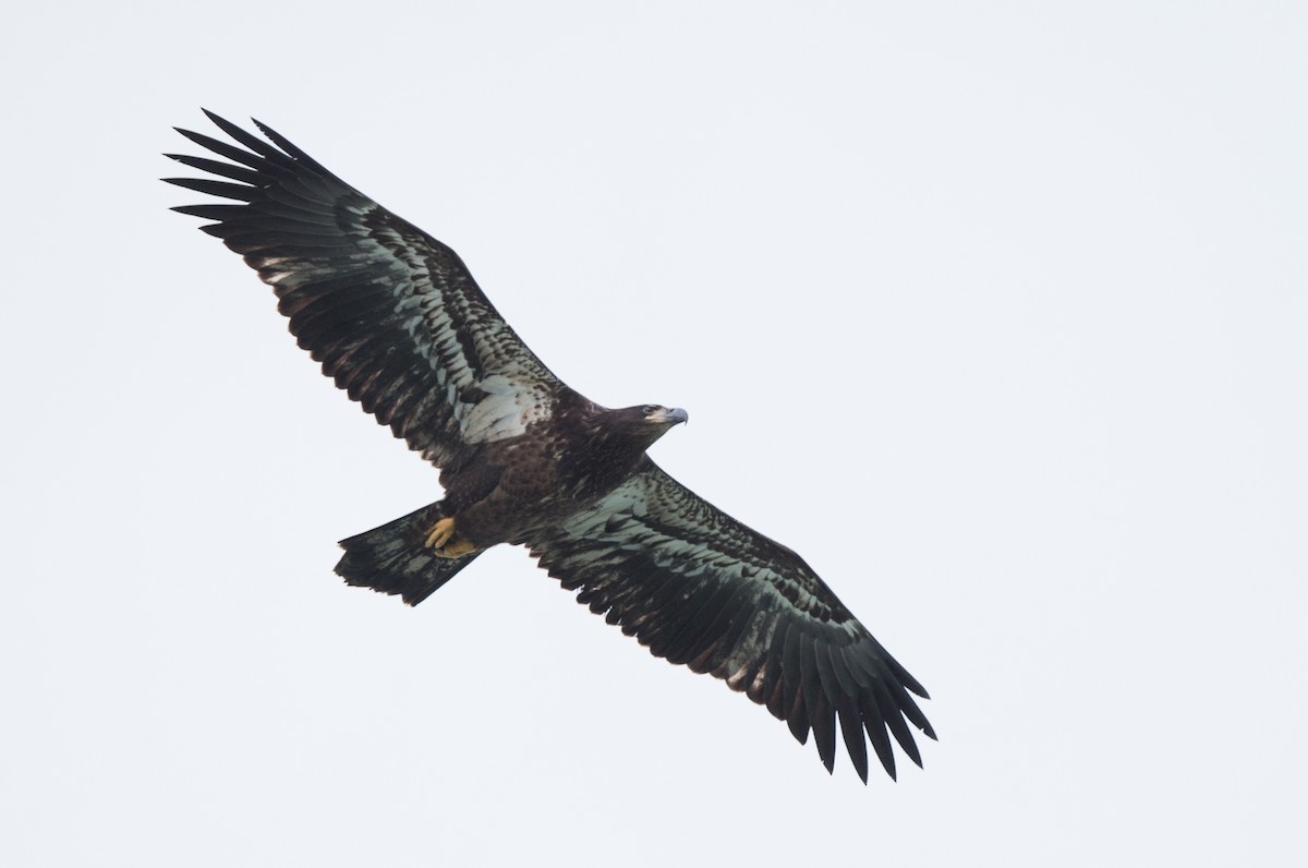Bald Eagle - Brandon Holden