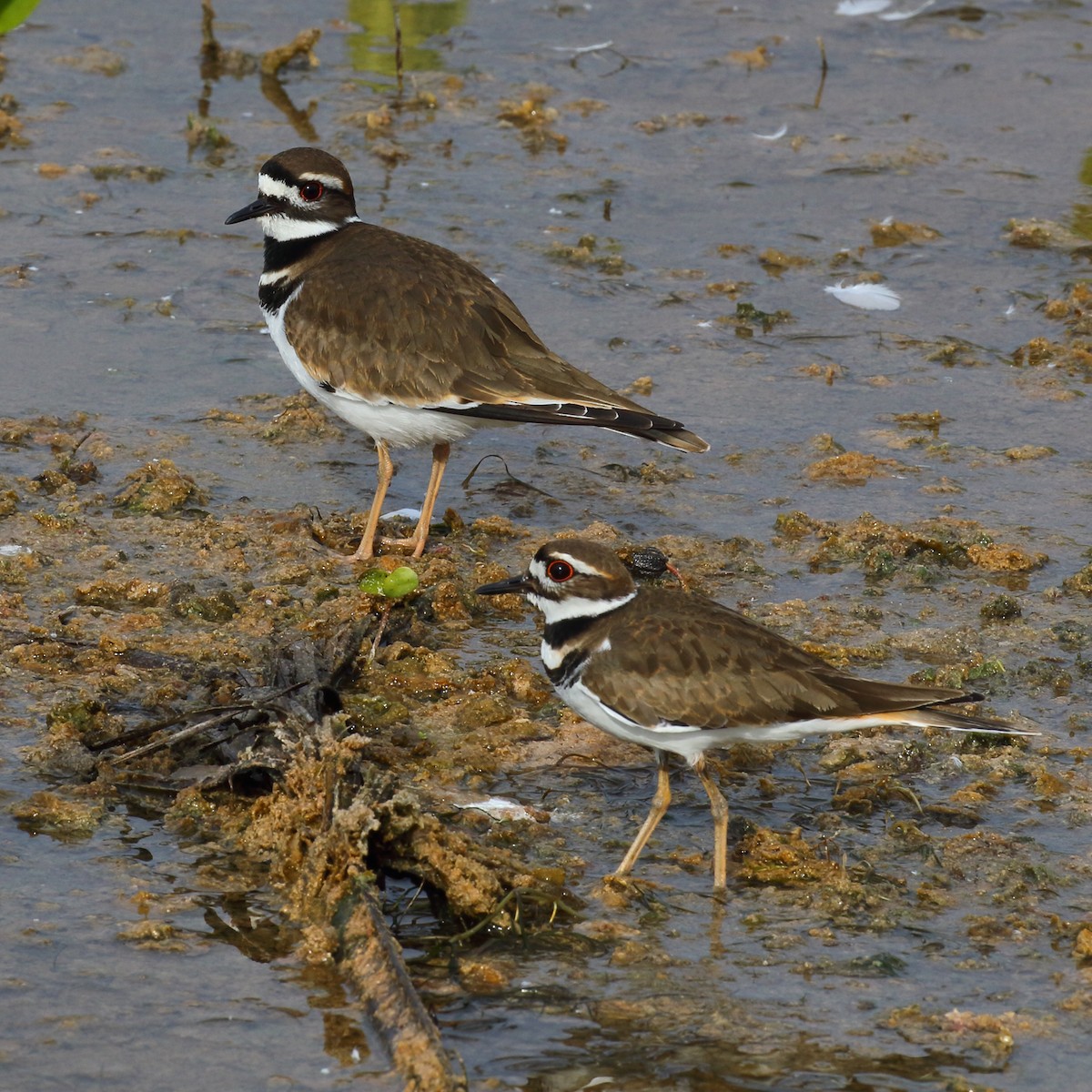 Killdeer - Dan Vickers