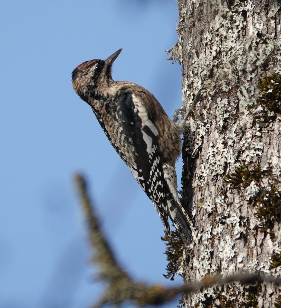 Yellow-bellied Sapsucker - ML290409421