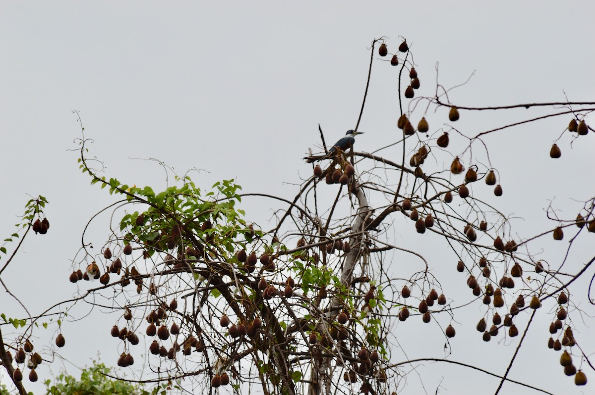 Ringed Kingfisher - ML290410171