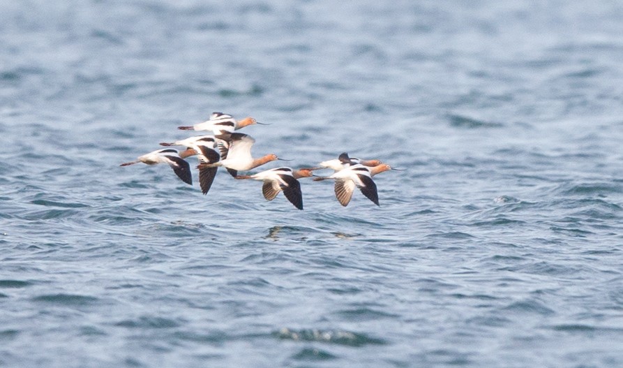 American Avocet - Brandon Holden