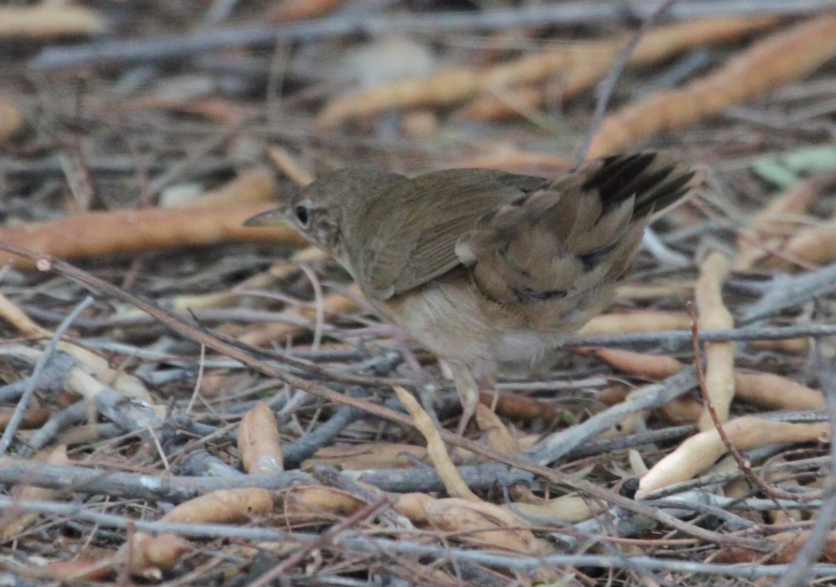 Savi's Warbler - ML290411611