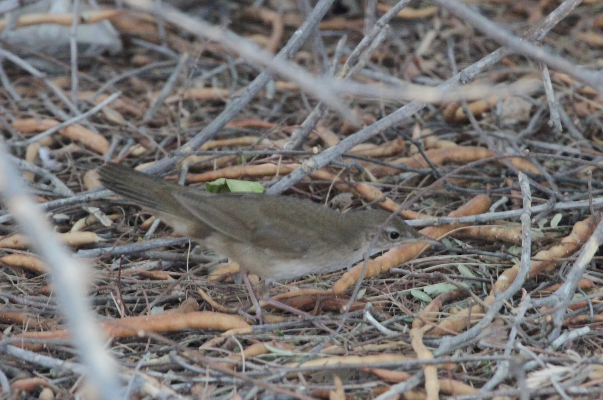 Buscarla Unicolor - ML290411631