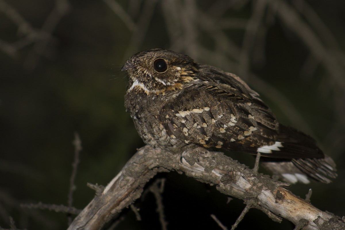 Little Nightjar - Gonzalo Camiletti