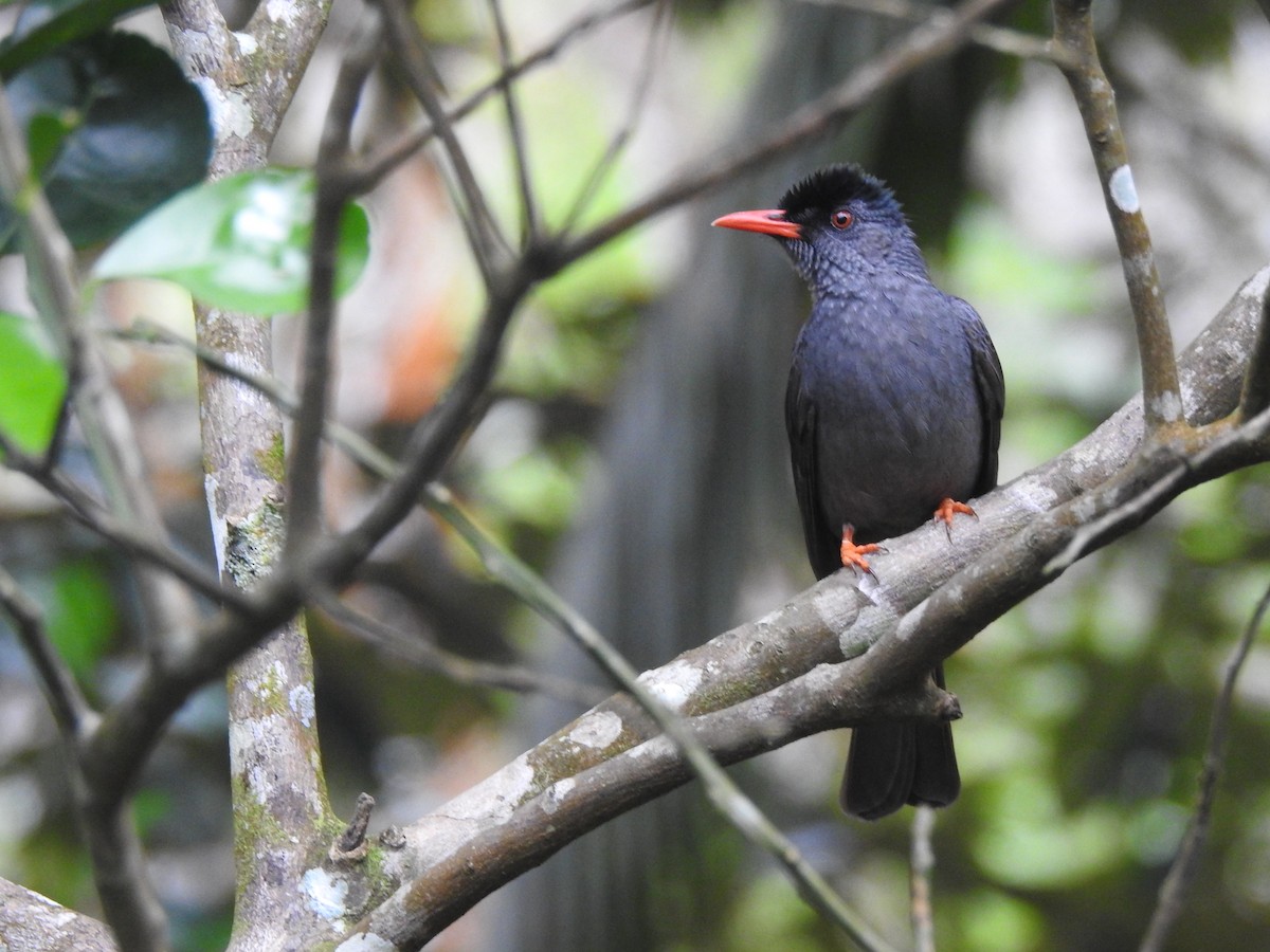 Square-tailed Bulbul - Nimali Digo & Thilanka Edirisinghe