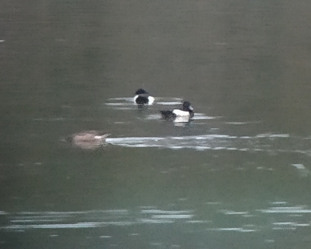 polák chocholačka - ML290413291