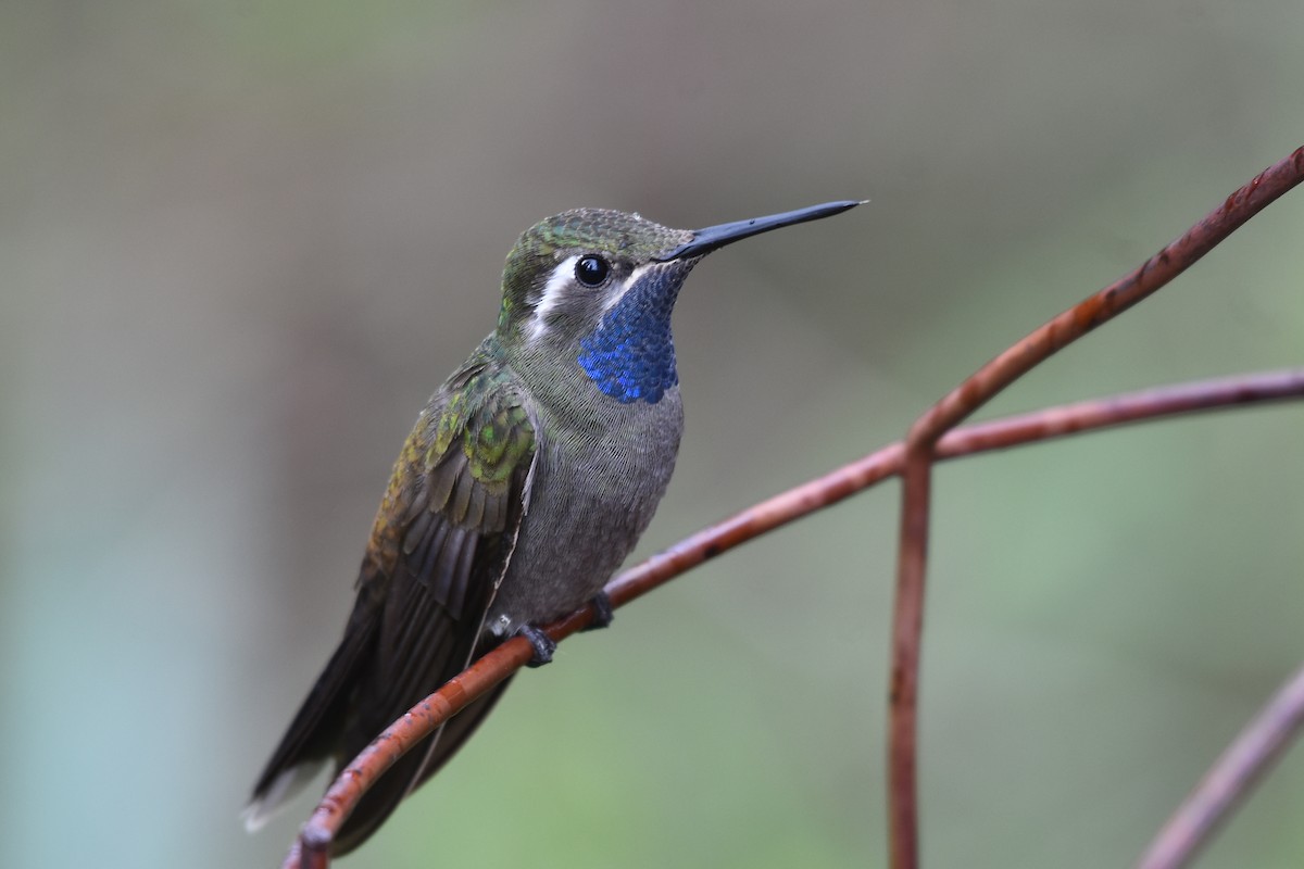 Blue-throated Mountain-gem - Drew Beamer