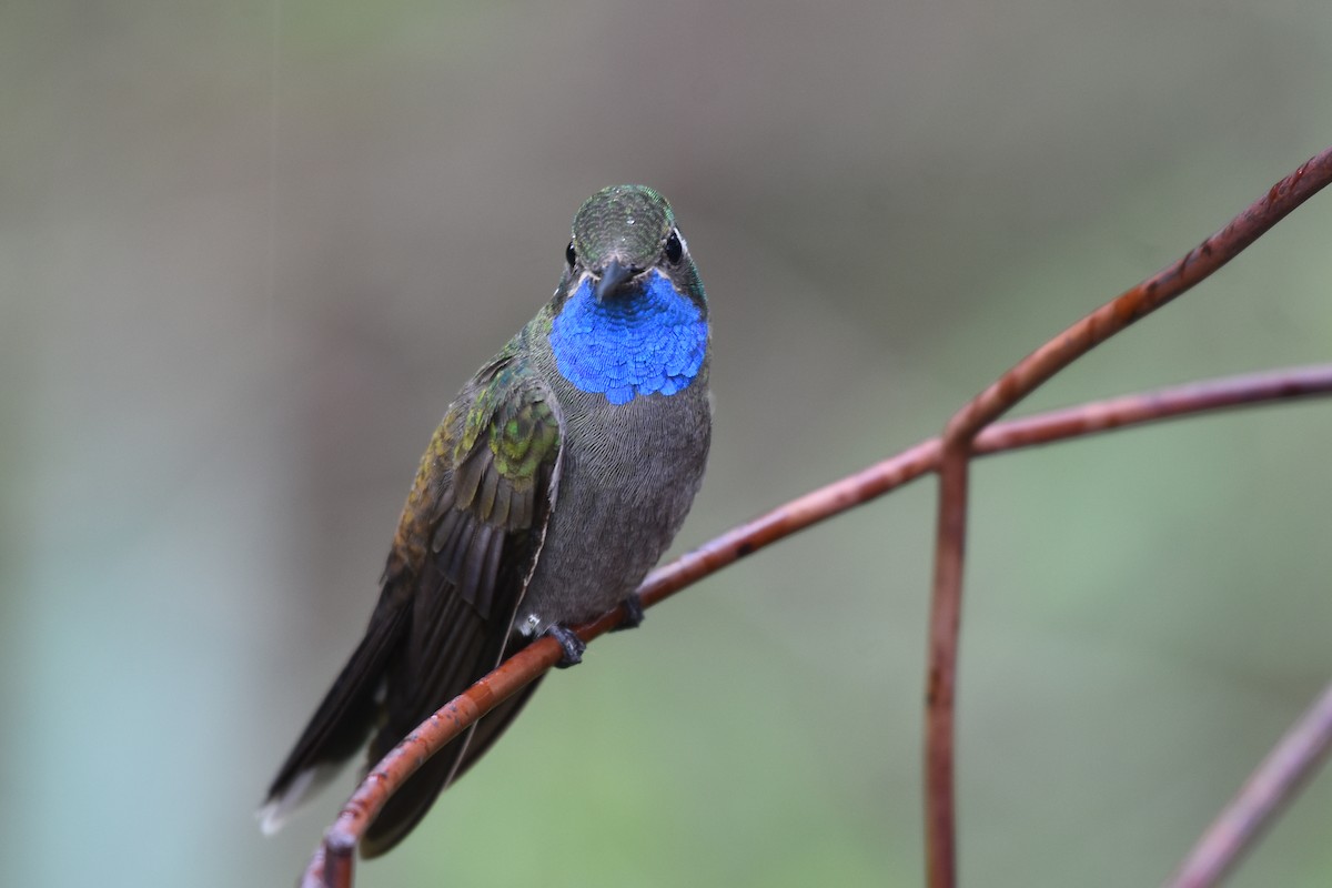 Blue-throated Mountain-gem - Drew Beamer