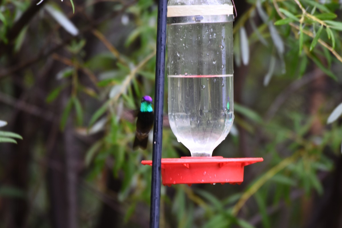 Rivoli's Hummingbird - ML290414301