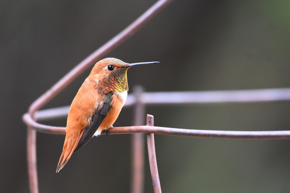 Rufous Hummingbird - ML290414401