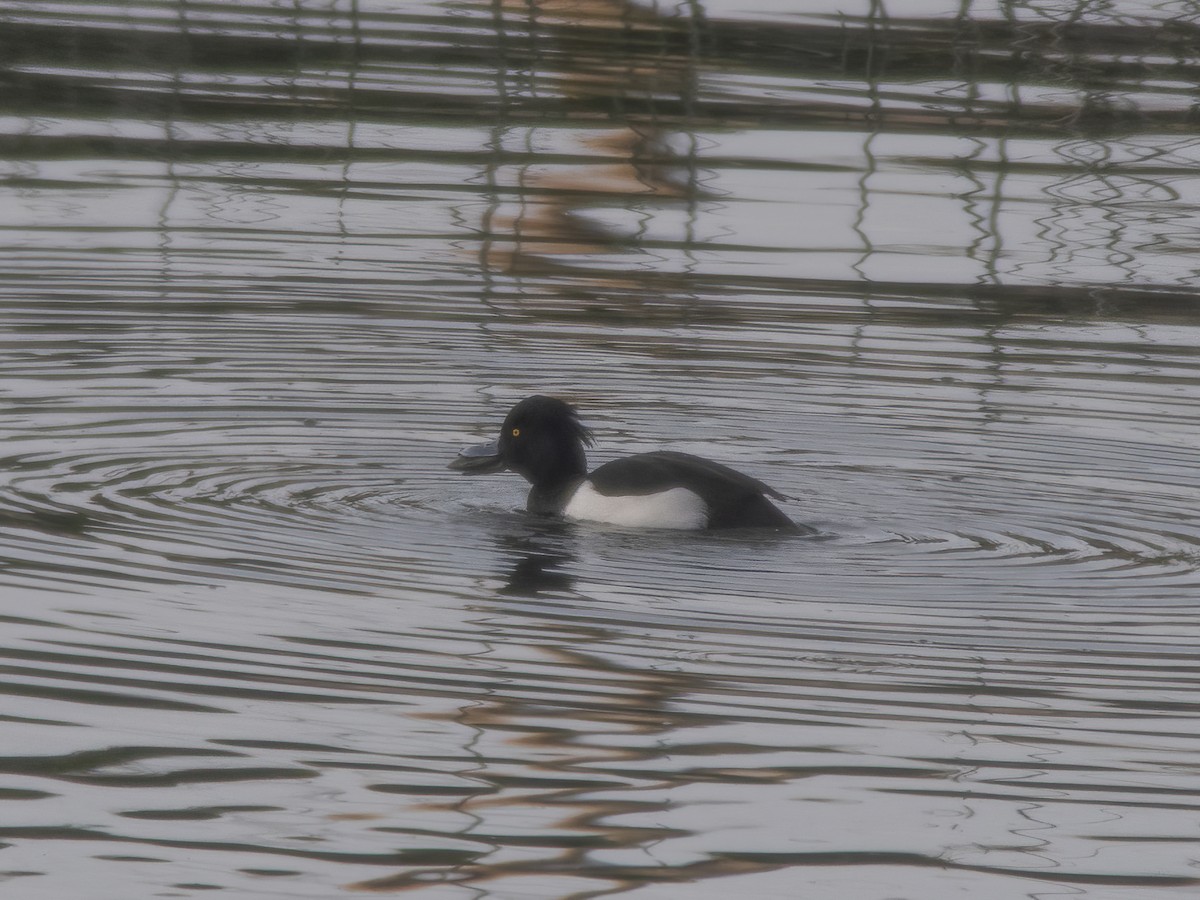 Tufted Duck - ML290415791