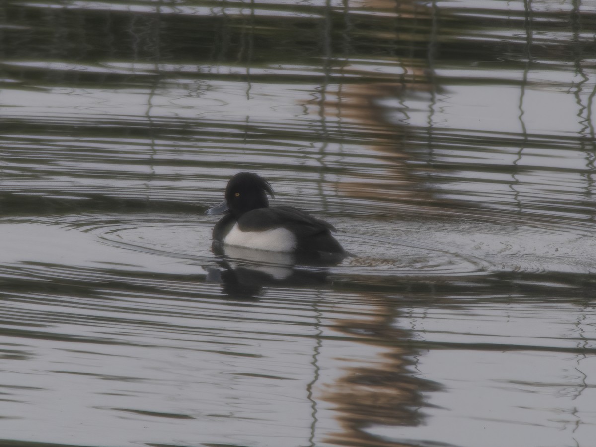 Tufted Duck - ML290415801
