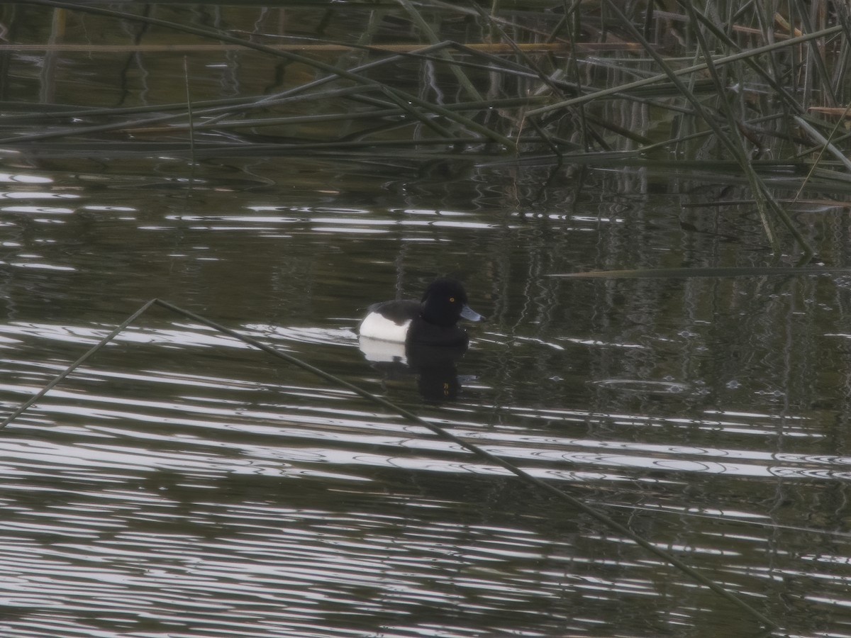 Tufted Duck - ML290415831