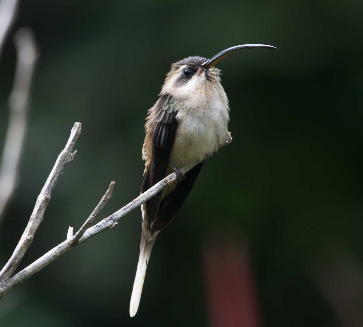 Long-billed Hermit - ML290415891