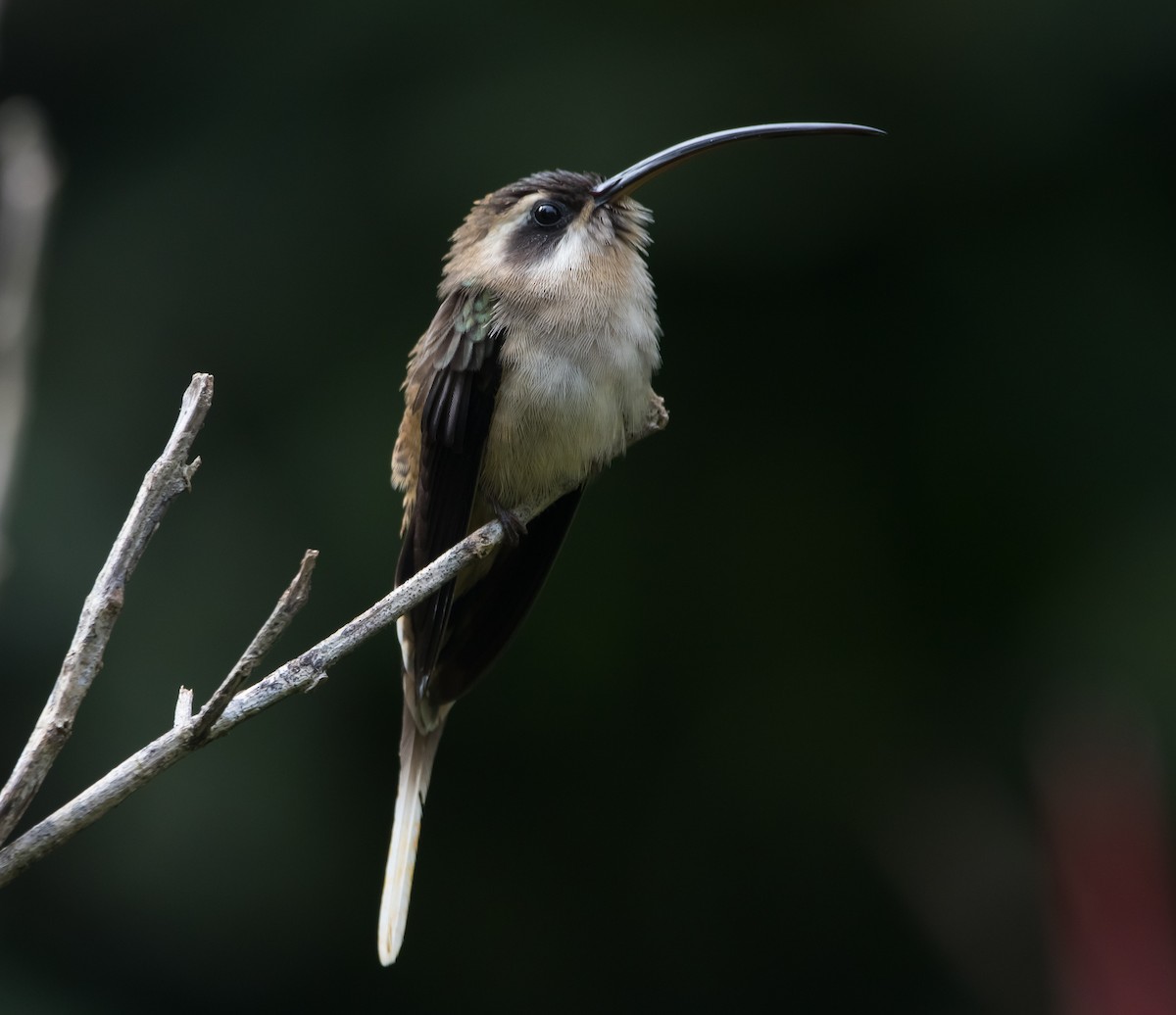 Long-billed Hermit - Isaias Morataya