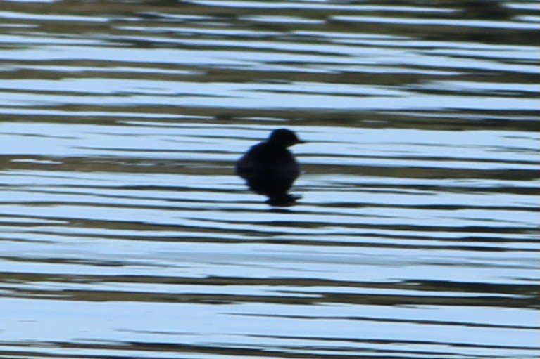 Pied-billed Grebe - Susan Wood