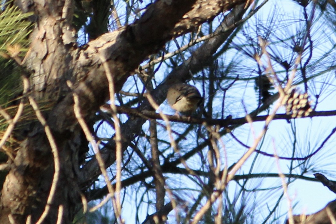 Mourning Dove - ML290417341