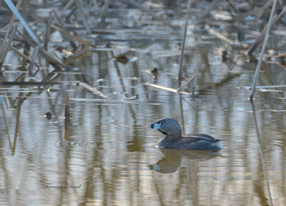 Pied-billed Grebe - ML29041741