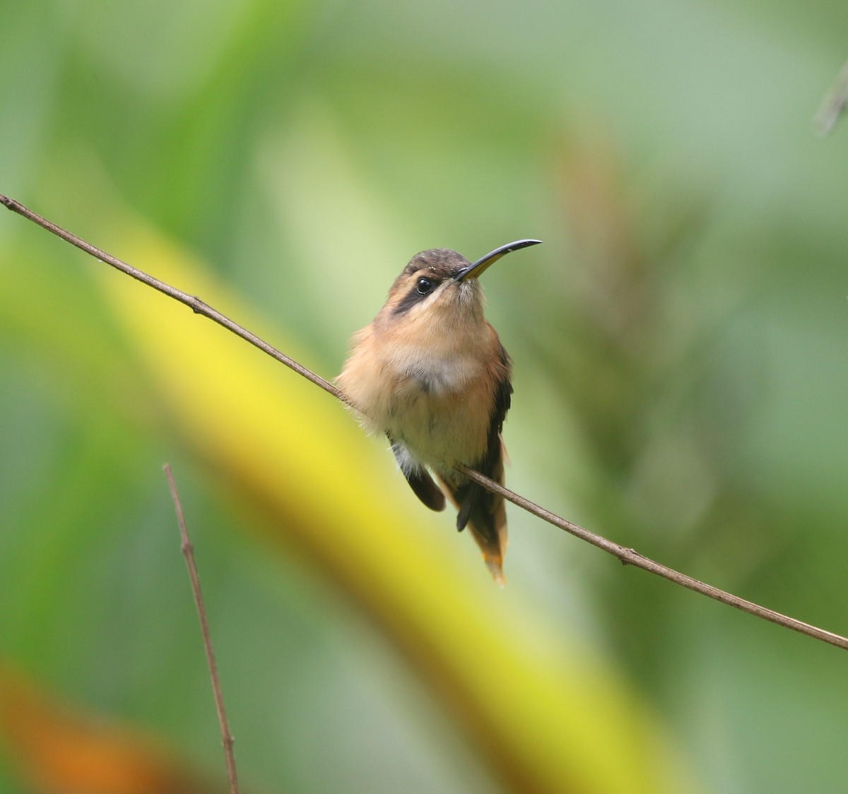 Stripe-throated Hermit - ML290418311