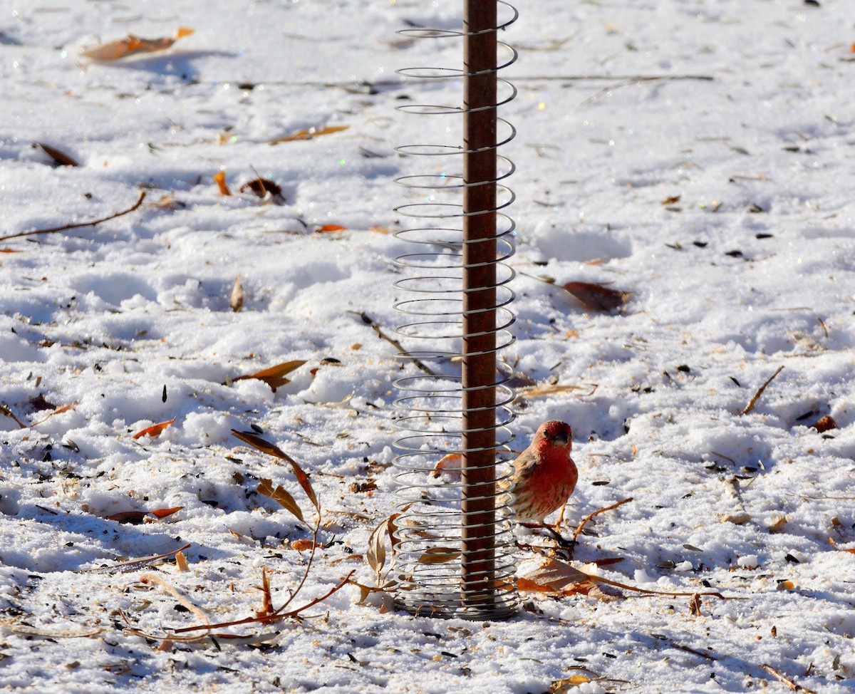 House Finch - ML290418351