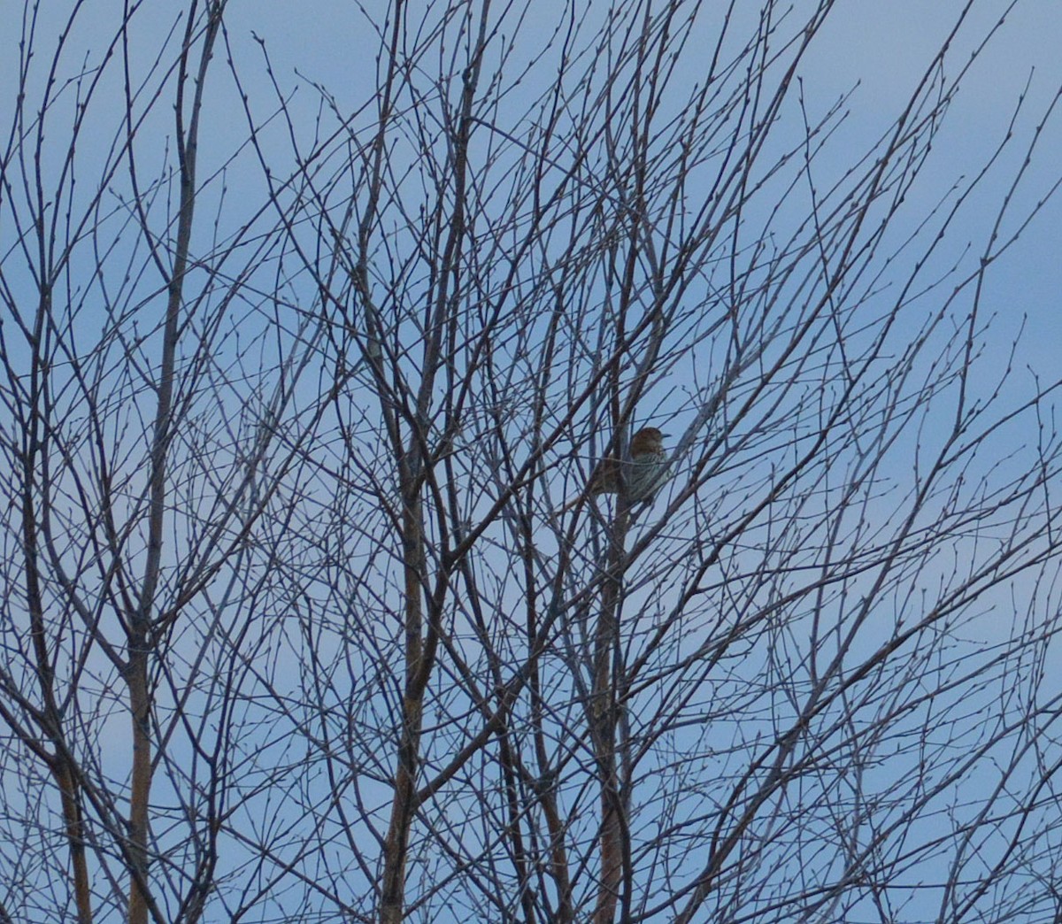 Brown Thrasher - ML29041851