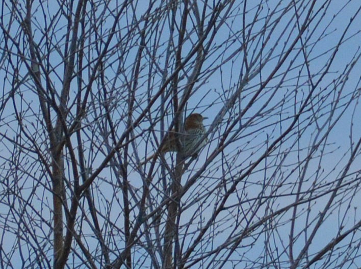 Brown Thrasher - François Hamel