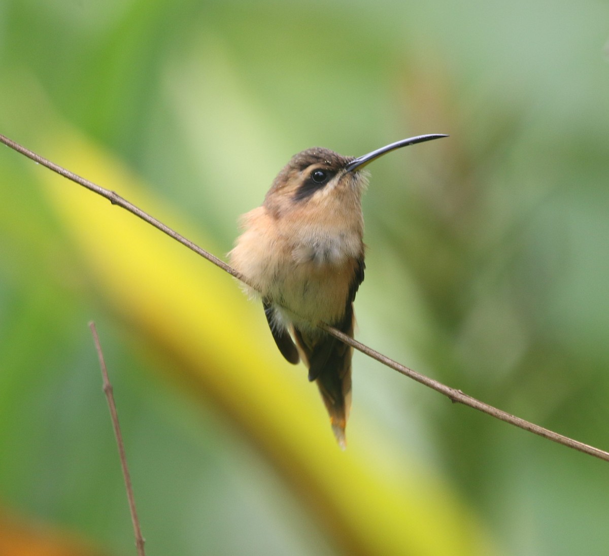 Stripe-throated Hermit - ML290419011