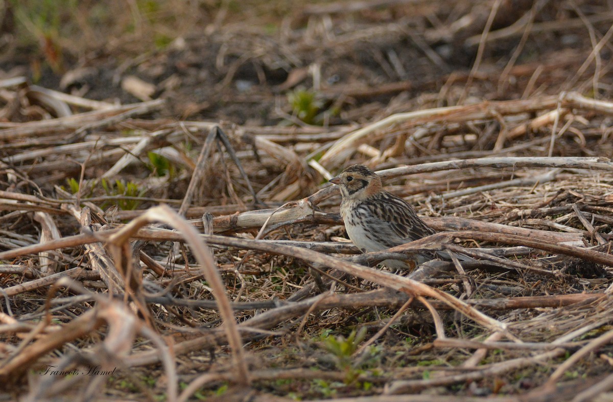 Lapland Longspur - ML29041941