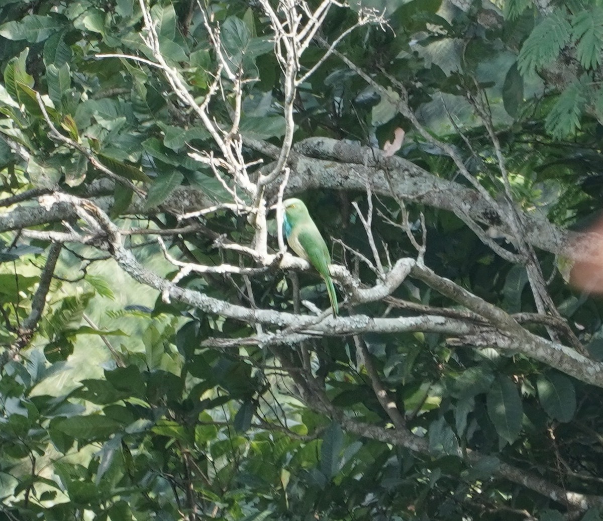 Blue-bearded Bee-eater - Umashankar  Umi