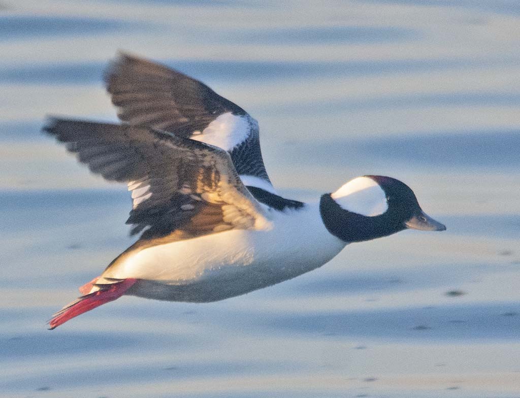 Bufflehead - Hugh Vandervoort