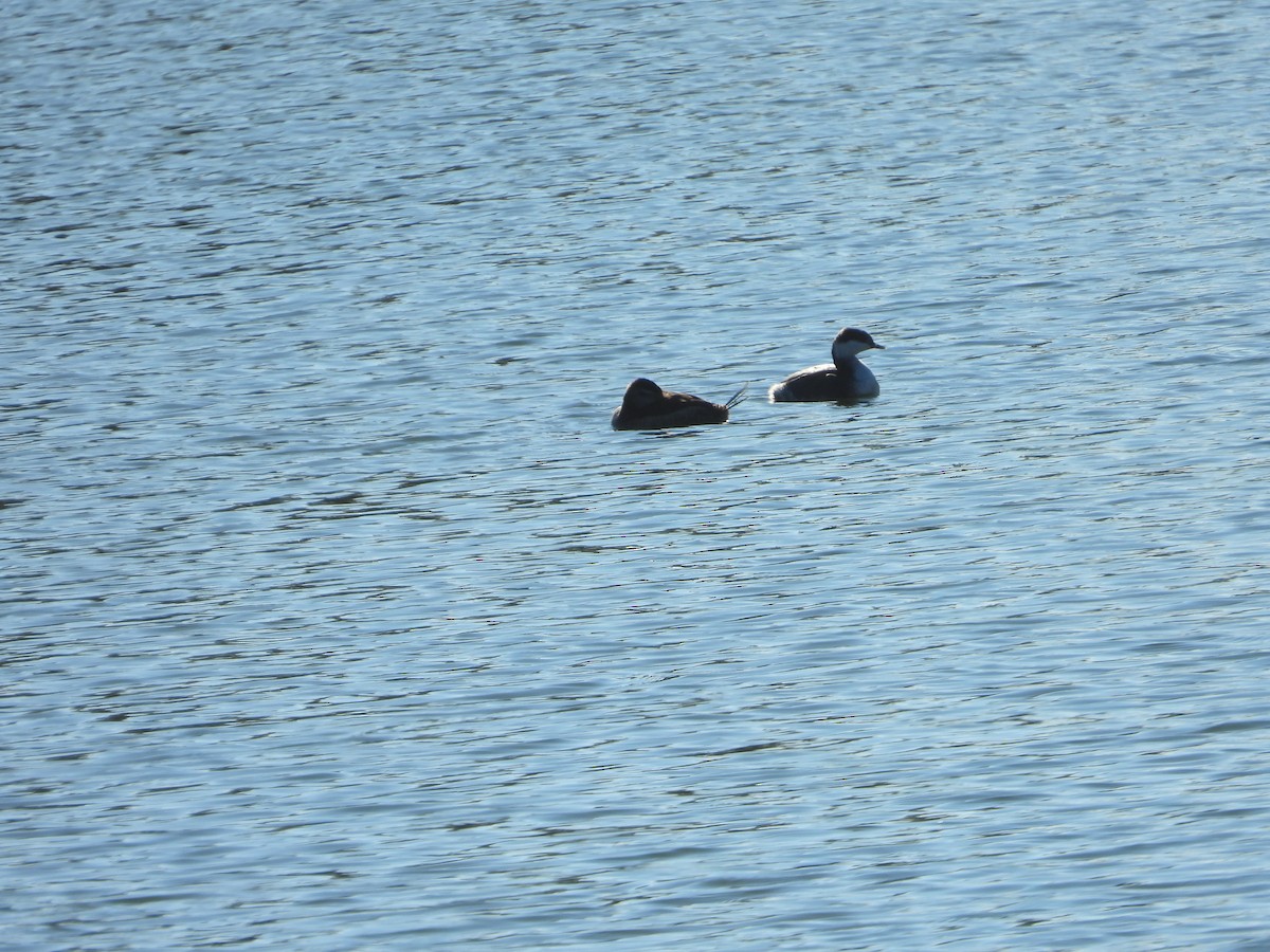 Horned Grebe - ML290424401