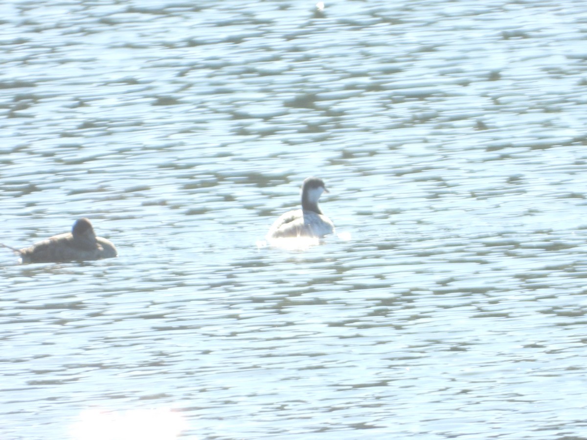 Horned Grebe - ML290424441