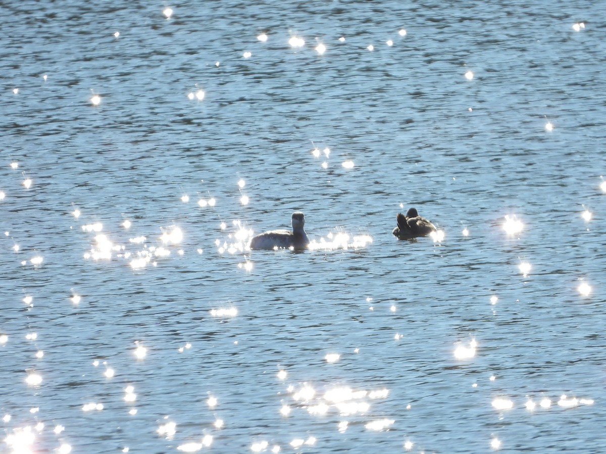 Horned Grebe - ML290424501