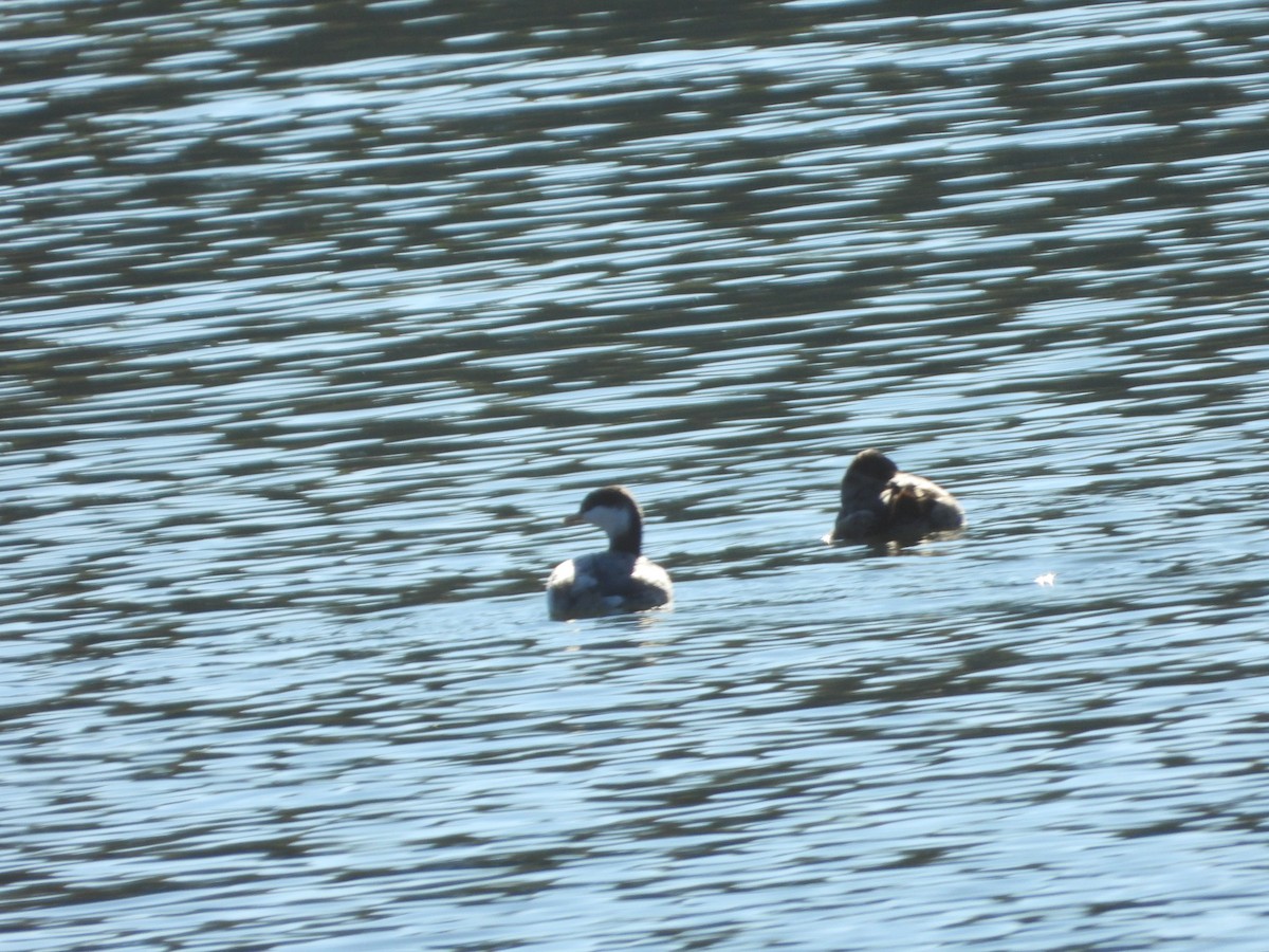 Horned Grebe - ML290424581